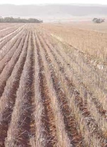 Standing stubble has a signifcant impact on wind speed.