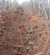 Direct-drilled canola emerging in the press-wheel furrow between standing stubble.