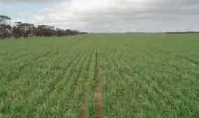 A healthy stand of wheat sown using the Bourgault-Knuckey sowing rig.